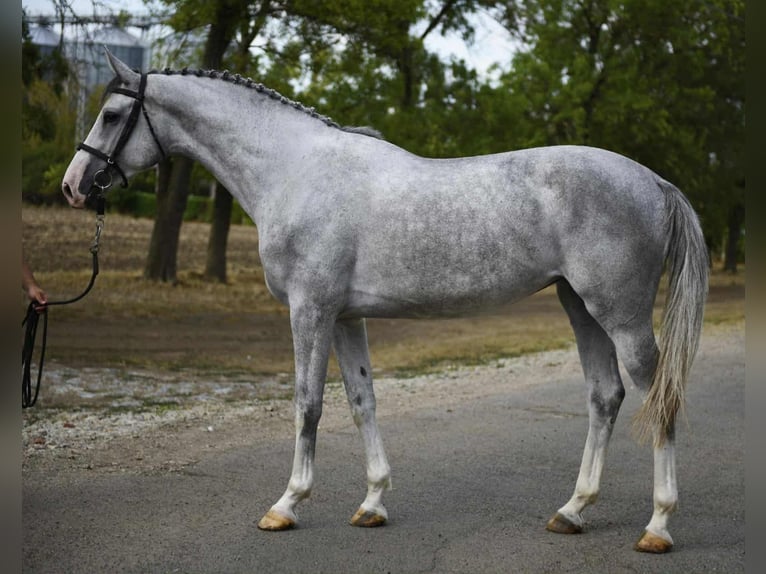 KWPN Jument 4 Ans Gris in Kardos KWPN Jument 4 Ans Gris in Kardos