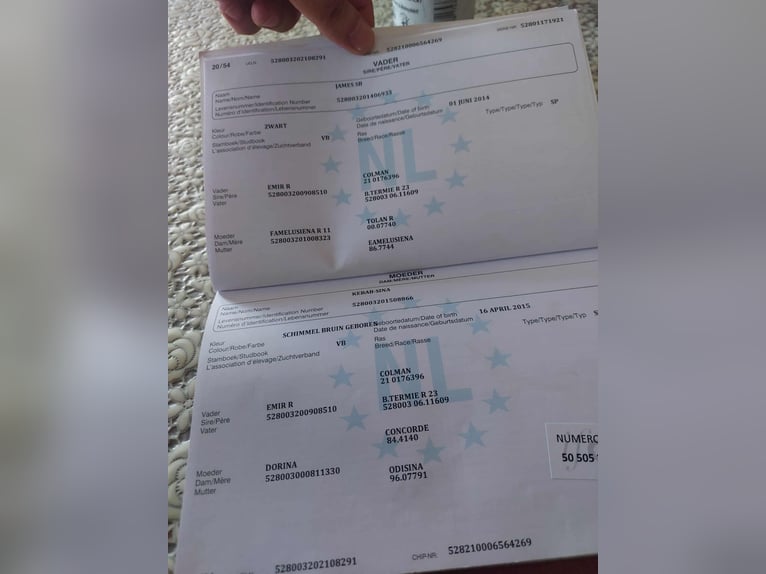 KWPN Jument 4 Ans Gris in Kardos KWPN Jument 4 Ans Gris in Kardos