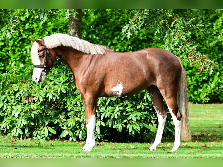 KWPN Jument 5 Ans 128 cm Alezan brûlé in Bladel