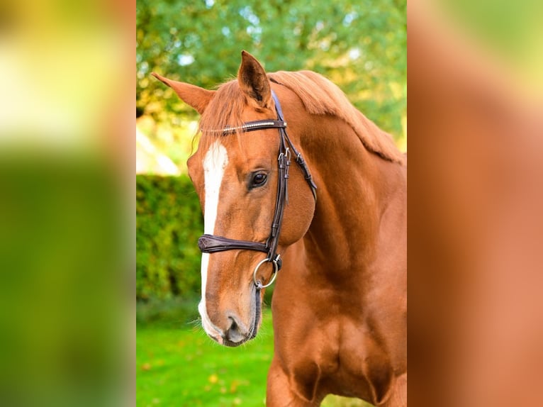 KWPN Jument 5 Ans 128 cm Alezan brûlé in Bladel