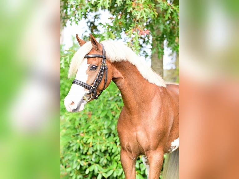 KWPN Jument 5 Ans 128 cm Alezan brûlé in Bladel