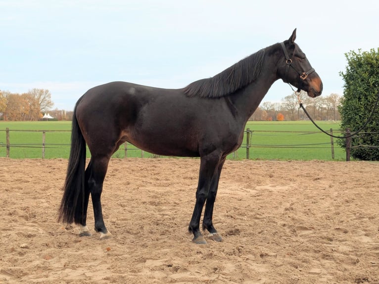 KWPN Jument 5 Ans 157 cm Bai in Putten