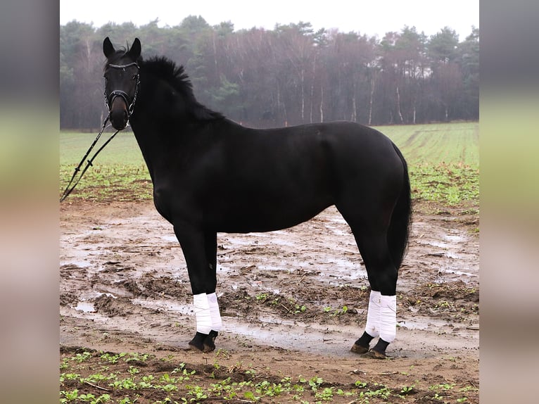 KWPN Jument 5 Ans 158 cm Noir in uelsen