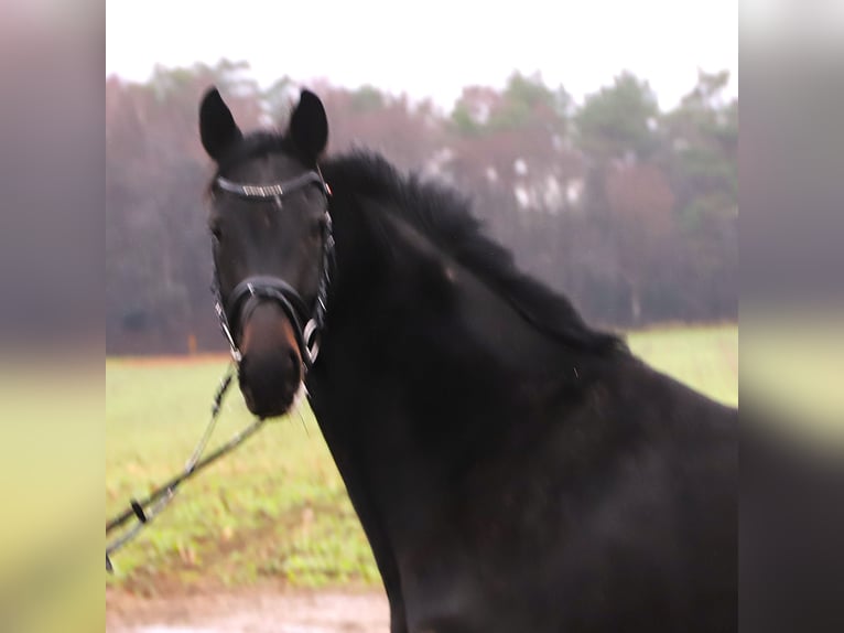 KWPN Jument 5 Ans 158 cm Noir in uelsen