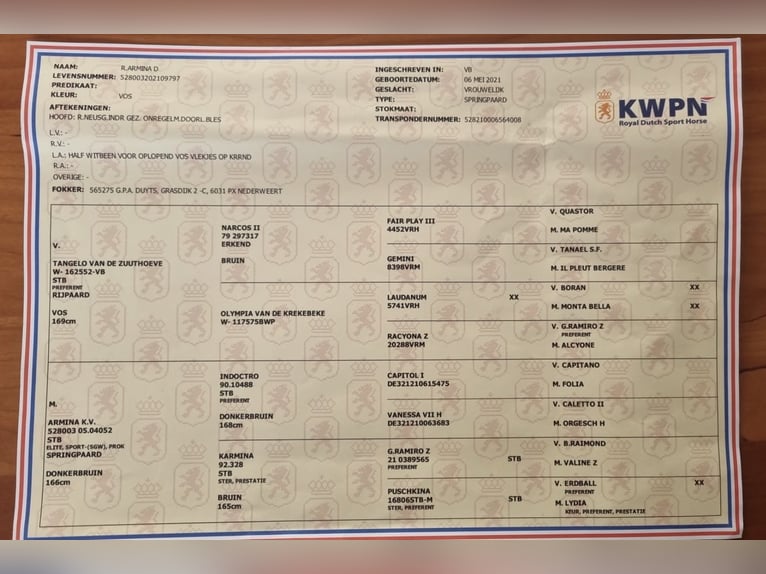 KWPN Jument 5 Ans 160 cm Alezan in Meijel