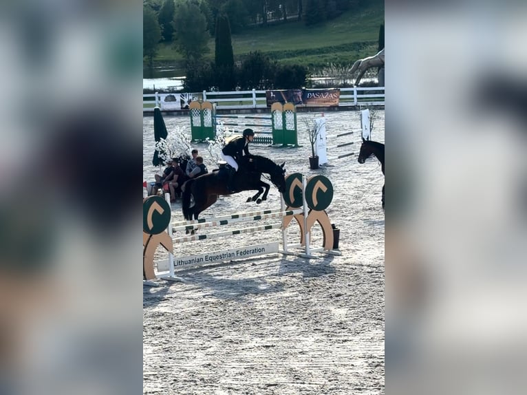 KWPN Jument 5 Ans 160 cm Bai brun in vilnius