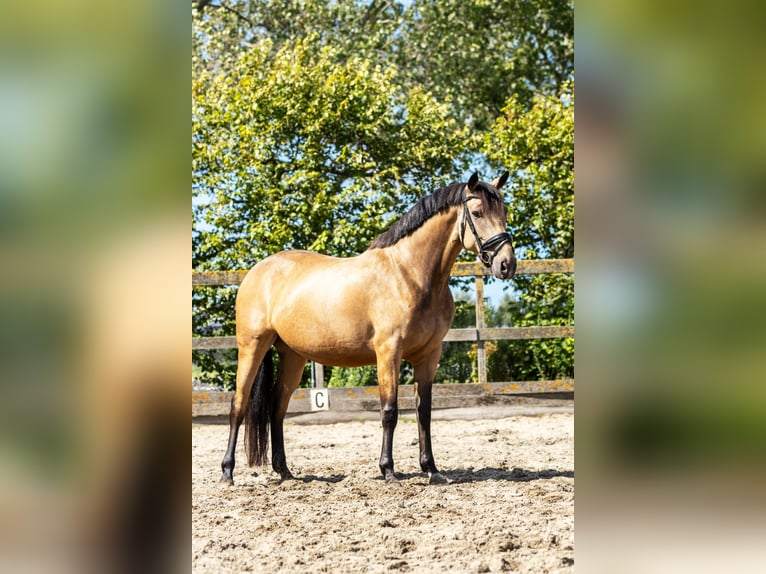 KWPN Jument 5 Ans 160 cm Buckskin in Poeldijk