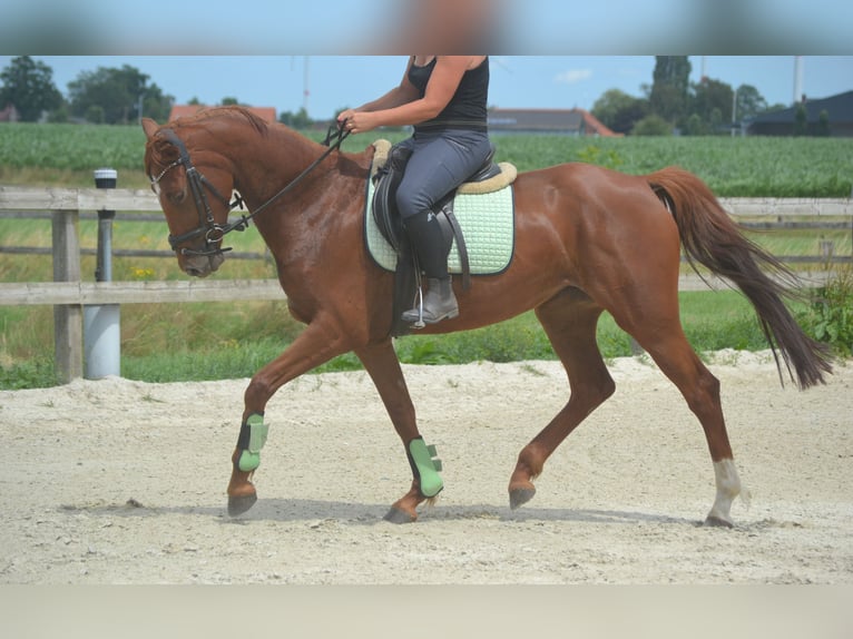 KWPN Jument 5 Ans 161 cm Alezan in Breda