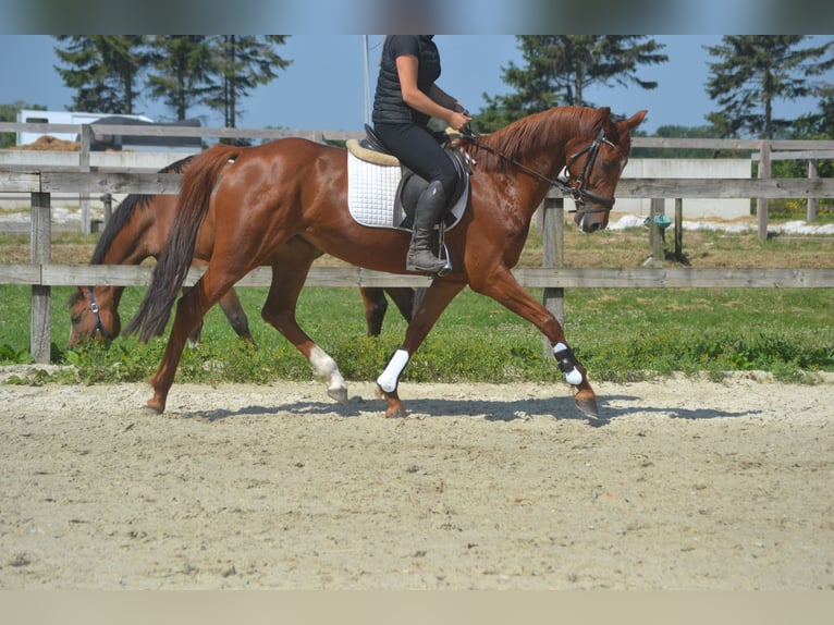 KWPN Jument 5 Ans 161 cm Alezan in Breda