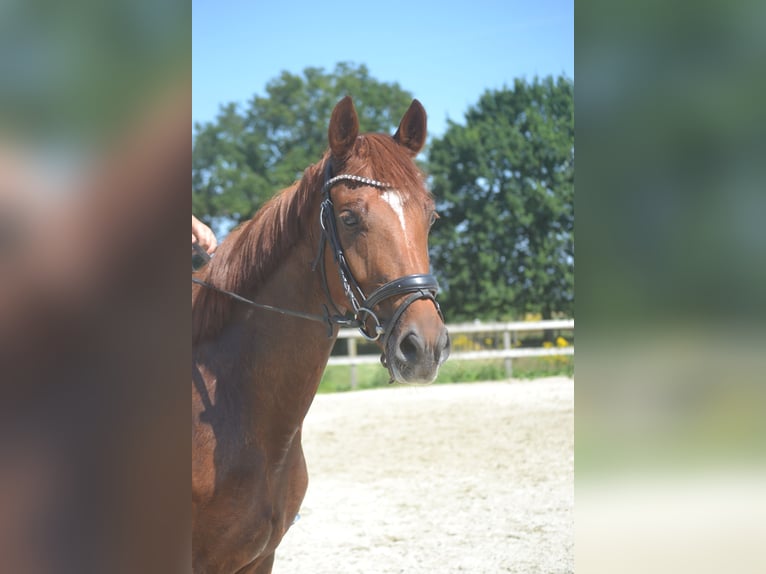 KWPN Jument 5 Ans 161 cm Alezan in Breda
