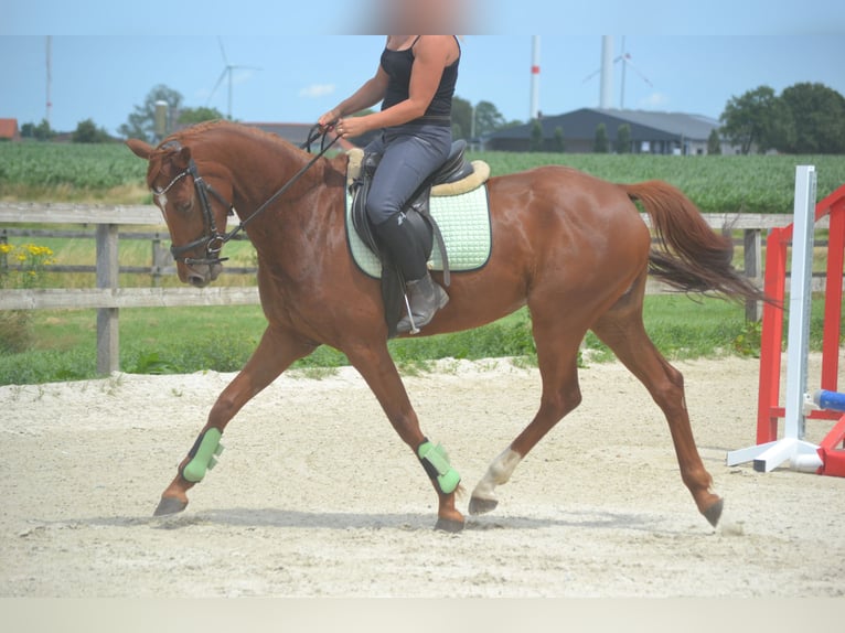 KWPN Jument 5 Ans 161 cm Alezan in Breda