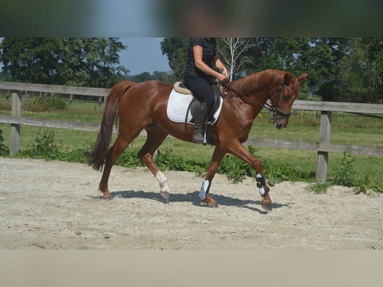 KWPN Jument 5 Ans 161 cm Alezan in Breda