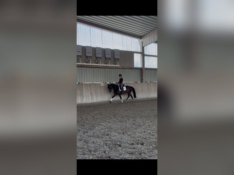 KWPN Jument 5 Ans 161 cm Bai brun in Langenselbold