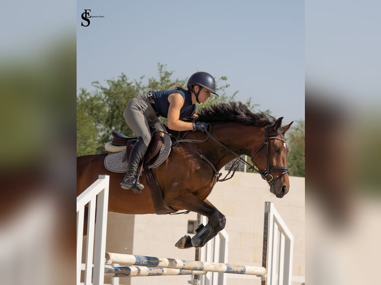 KWPN Jument 5 Ans 161 cm Bai brun in Dubai