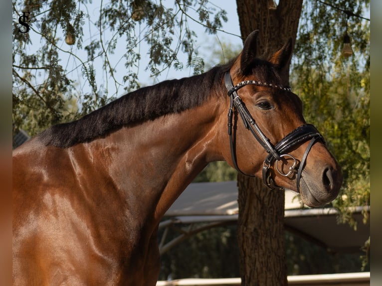 KWPN Jument 5 Ans 161 cm Bai brun in Dubai