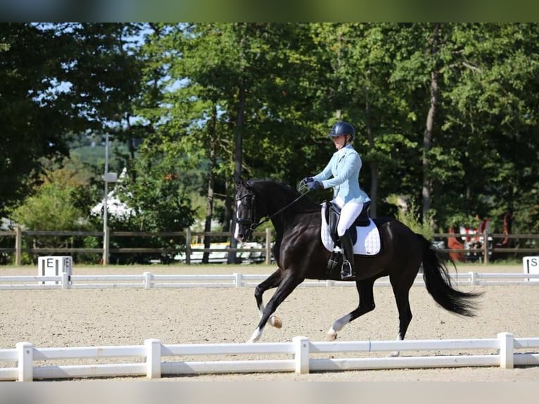 KWPN Jument 5 Ans 161 cm Noir in Adainville