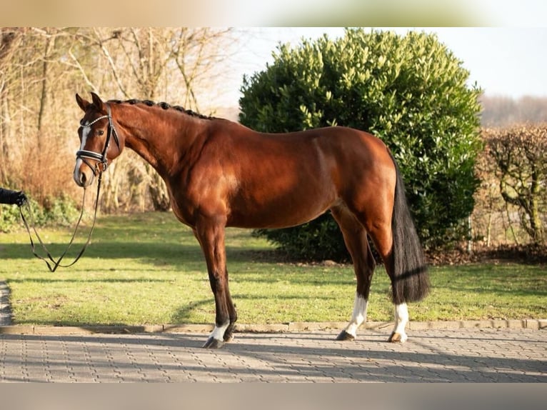 KWPN Jument 5 Ans 162 cm Bai in Paderborn