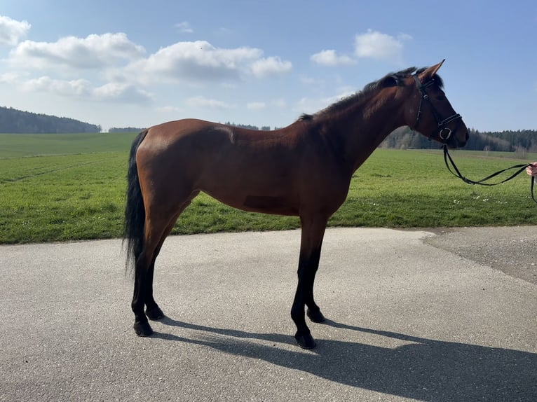 KWPN Jument 5 Ans 162 cm Bai in Diemerswil