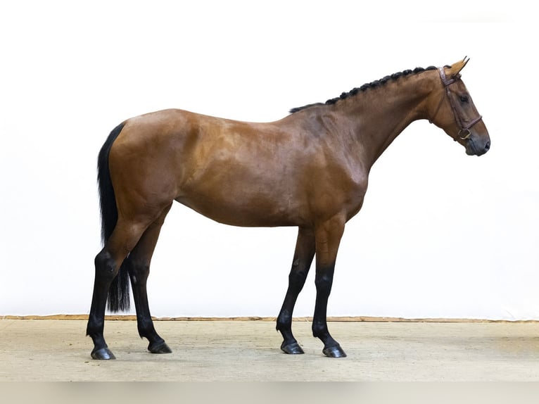 KWPN Jument 5 Ans 162 cm Bai in Waddinxveen