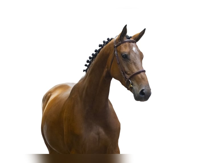 KWPN Jument 5 Ans 162 cm Bai in Waddinxveen