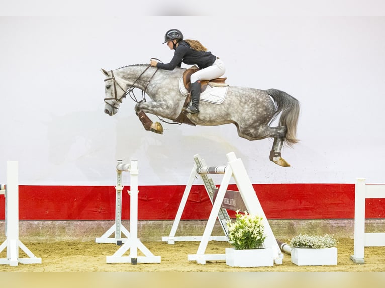 KWPN Jument 5 Ans 162 cm Gris in Waddinxveen