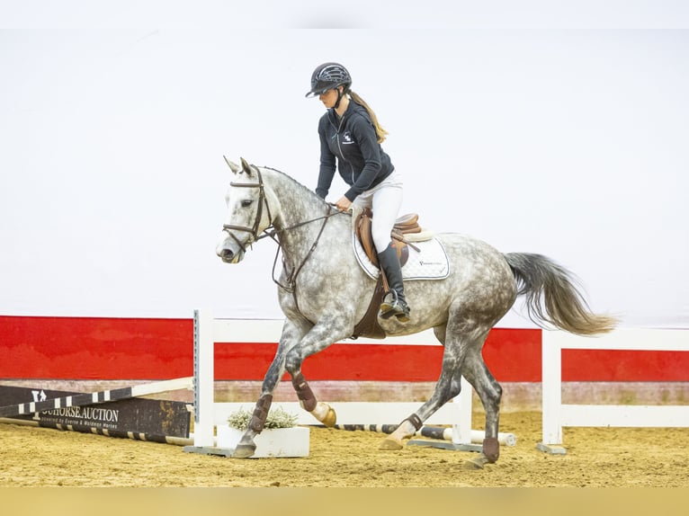 KWPN Jument 5 Ans 162 cm Gris in Waddinxveen