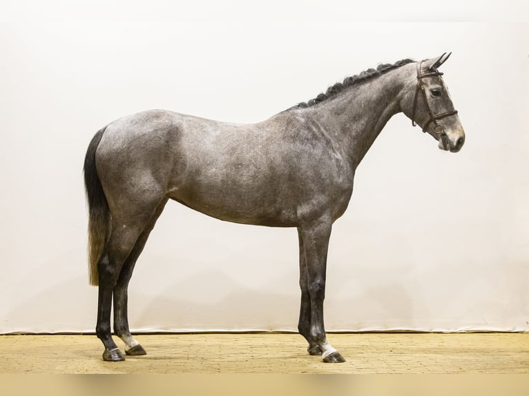 KWPN Jument 5 Ans 162 cm Gris pommelé in Waddinxveen