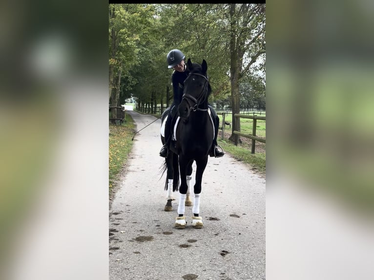 KWPN Jument 5 Ans 162 cm Noir in Xanten