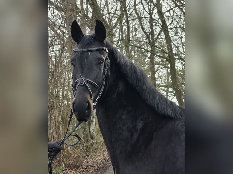 KWPN Jument 5 Ans 162 cm Noir in Wachtendonk