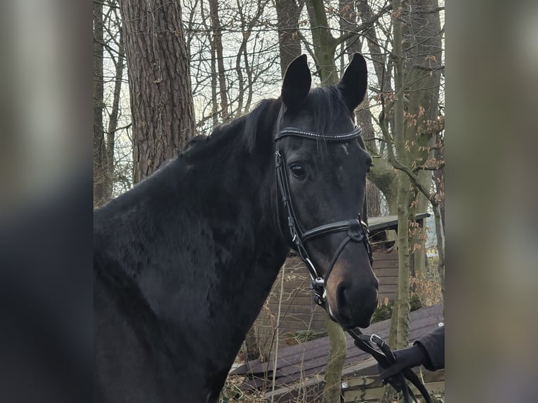 KWPN Jument 5 Ans 162 cm Noir in Wachtendonk