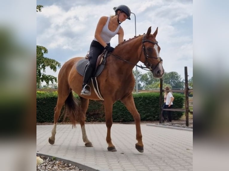 KWPN Jument 5 Ans 163 cm Alezan in Kaldenkirchen