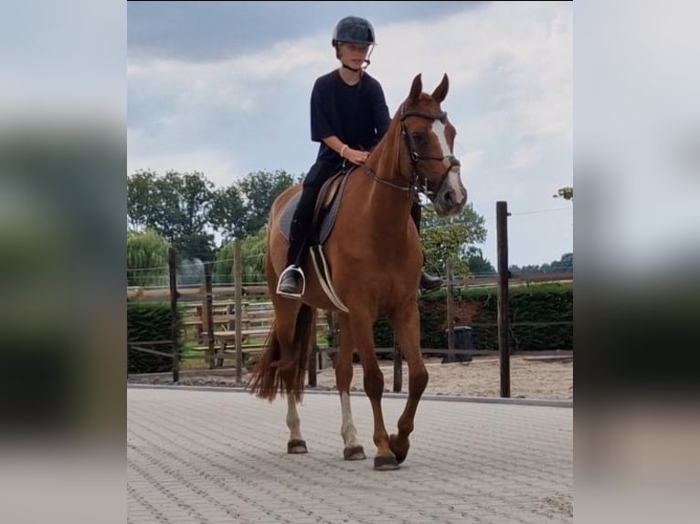 KWPN Jument 5 Ans 163 cm Alezan in Kaldenkirchen