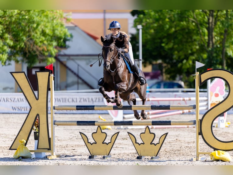 KWPN Jument 5 Ans 163 cm Bai brun in Lublin