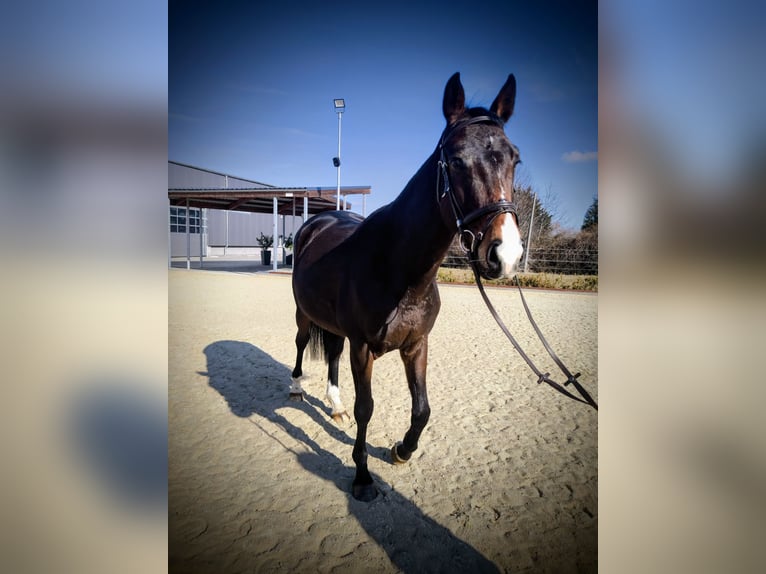 KWPN Jument 5 Ans 163 cm Bai brun in Delitzsch