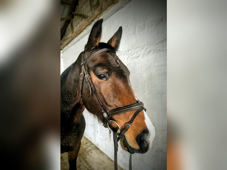 KWPN Jument 5 Ans 163 cm Bai brun in Delitzsch