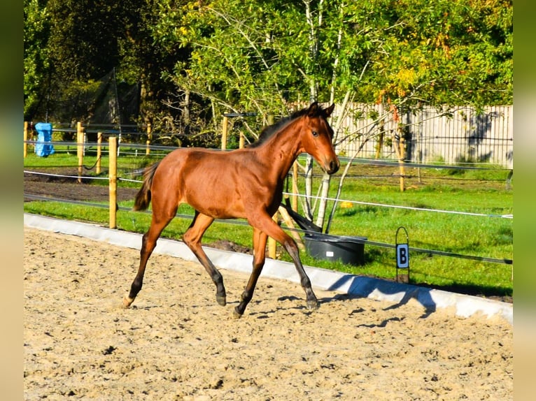 KWPN Jument 5 Ans 163 cm Bai in Best