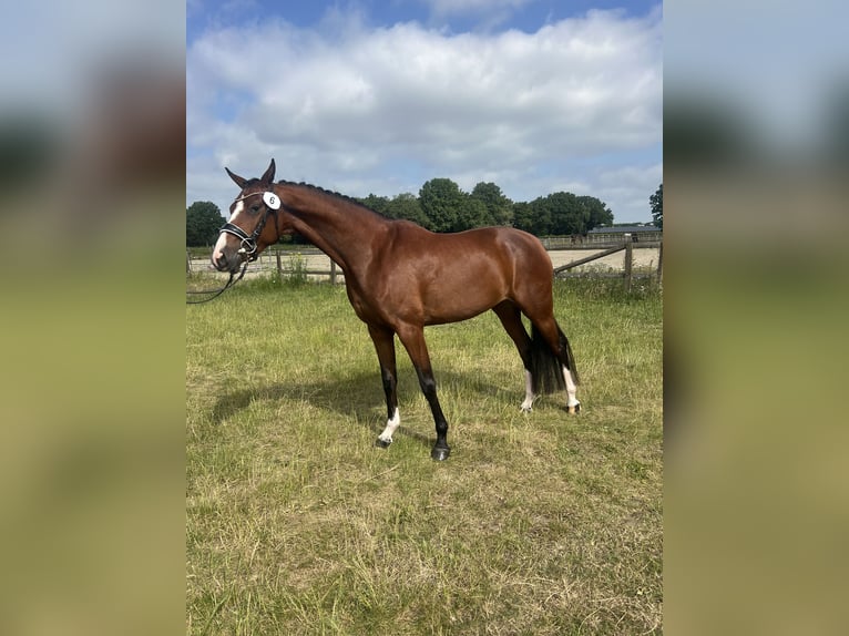 KWPN Jument 5 Ans 163 cm Bai in Best