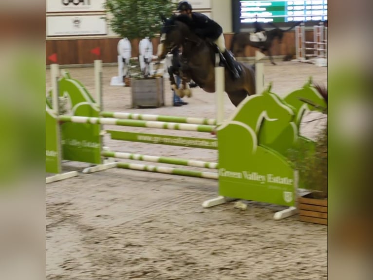 KWPN Jument 5 Ans 163 cm Bai in Hoensbroek