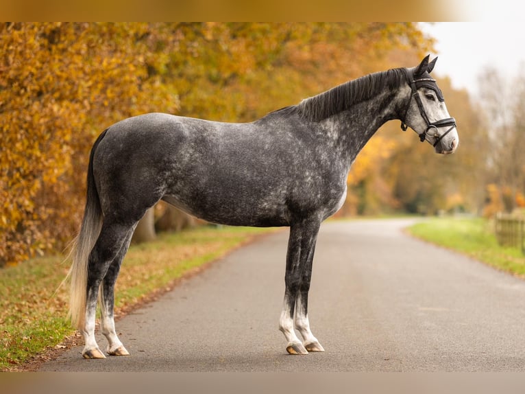 KWPN Jument 5 Ans 163 cm Gris in Beilen