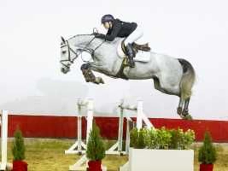 KWPN Jument 5 Ans 163 cm Gris in Waddinxveen