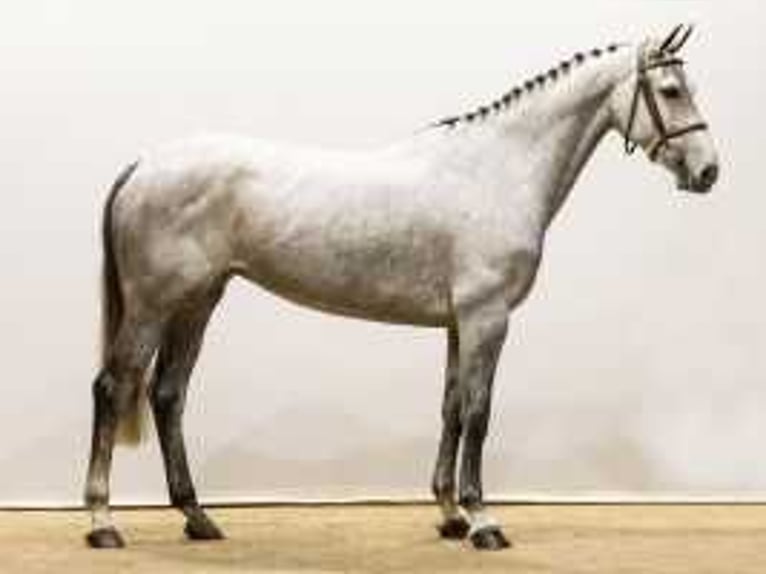 KWPN Jument 5 Ans 163 cm Gris in Waddinxveen