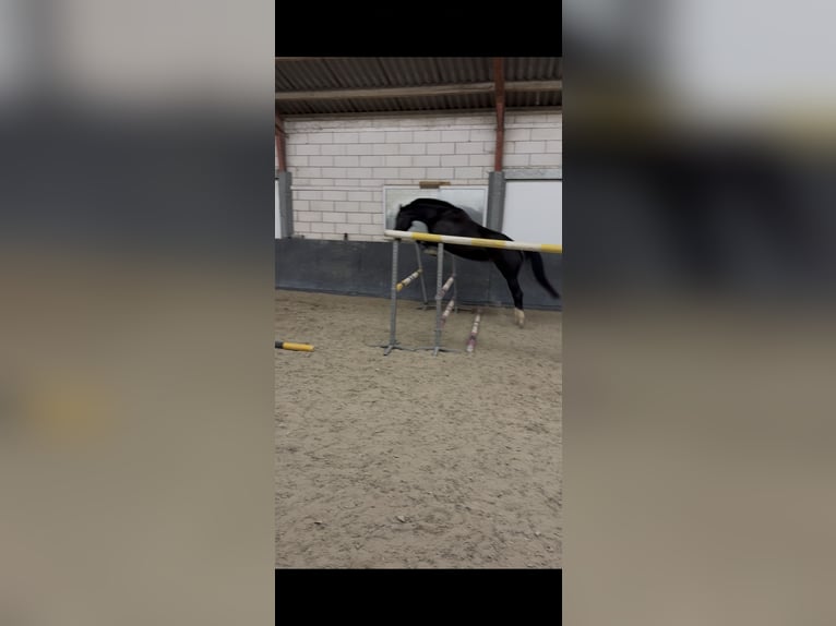 KWPN Jument 5 Ans 163 cm Noir in Margraten KWPN Jument 5 Ans 163 cm Noir in Margraten