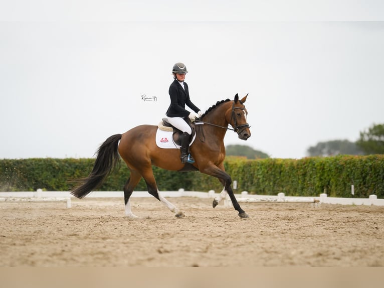 KWPN Jument 5 Ans 164 cm Bai in Niekerk