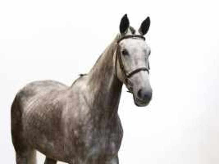 KWPN Jument 5 Ans 164 cm Gris in Waddinxveen