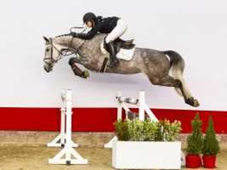 KWPN Jument 5 Ans 164 cm Gris in Waddinxveen