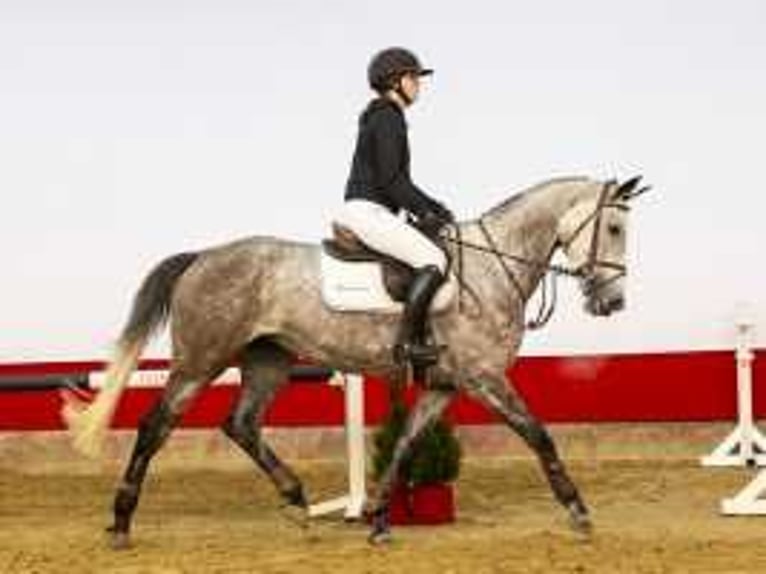 KWPN Jument 5 Ans 164 cm Gris in Waddinxveen