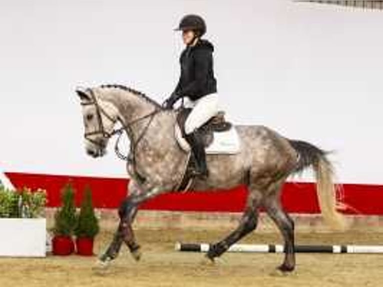 KWPN Jument 5 Ans 164 cm Gris in Waddinxveen