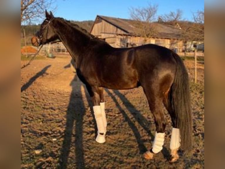 KWPN Jument 5 Ans 164 cm Noir in Au
