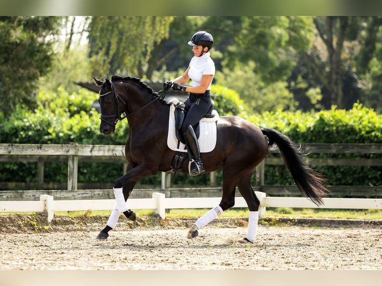 KWPN Jument 5 Ans 164 cm Noir in Dreumel