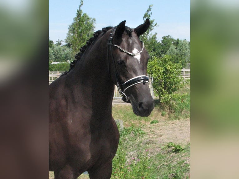 KWPN Jument 5 Ans 164 cm Noir in Rijnsburg